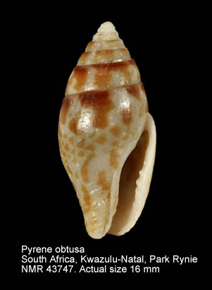 Pyrene obtusa.jpg - Pyrene obtusa(G.B.Sowerby,1832)